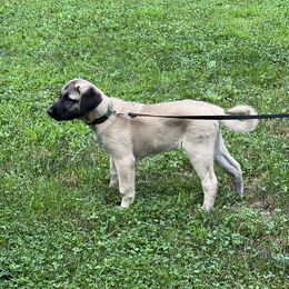 Kangal Puppies from Berecz Hollow Farm LLC