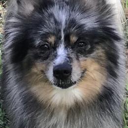 Journey - Pomeranian