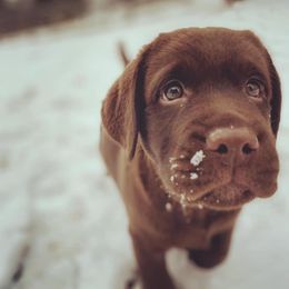 Labrador Retriever Puppies from Holy Oak Labradors