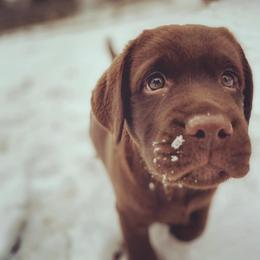Labrador Retriever Puppies from Holy Oak Labradors