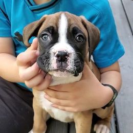 Boxer Puppies from Theresa Gordon's Boxers
