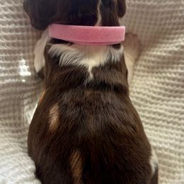 English Springer Spaniel Puppies from Sparks Springer Spaniels