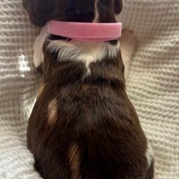 English Springer Spaniel Puppies from Sparks Springer Spaniels