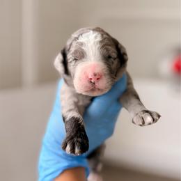 Pink - Merle female Bernedoodle puppy in Cold Spring, Minnesota from A.N.A. Doodles