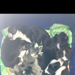 Aussiedoodle and Australian Shepherd Puppies from Wolf Creek Aussies And Aussiedoodles