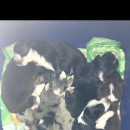 Aussiedoodle and Australian Shepherd Puppies from Wolf Creek Aussies And Aussiedoodles