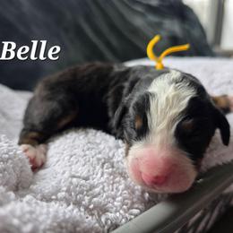 Belle - Black rust and white female Bernese Mountain Dog puppy in Blackfoot, Idaho from Draper Mountain Doodles