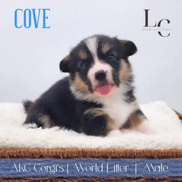 Cove - Black and tan male Pembroke Welsh Corgi puppy in Pine Village, Indiana from NL Horsemanship