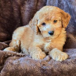 January - Red female Bernedoodle puppy in Cleveland, Georgia from Jam's Doodles And Poodles