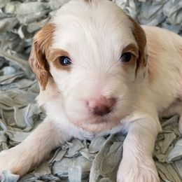 Bernedoodles and Goldendoodles from Daintydoodles