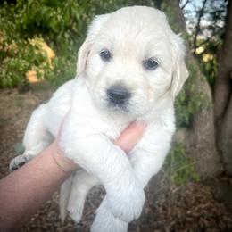 White - Light golden female Golden Retriever puppy in Clovis, California from Puppy Love, Hall's Goldens