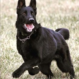 Berlin - German Shepherd