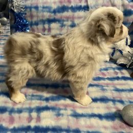 Clarkson - Red merle female Miniature American Shepherd puppy in Garysburg, North Carolina from Schaefer's Miniature American Shepherds