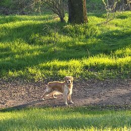Golden Retriever Puppies from PSI LOVE YOU Goldens