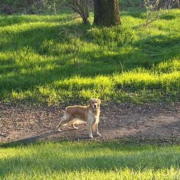 Golden Retriever Puppies from PSI LOVE YOU Goldens