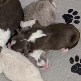 Dakota - White and red female Border Collie puppy in Ashford, Alabama from Double4farms