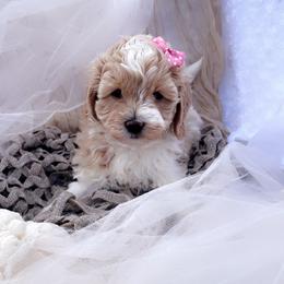 Goldendoodle, Maltipoo, and Poodle Puppies from Winchester Hills Poodles and Doodles