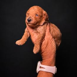 Honey Bun - Red  female Poodle puppy in Sperry, Oklahoma from PuppyLove Poodles