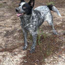Boudreaux - Australian Cattle Dog