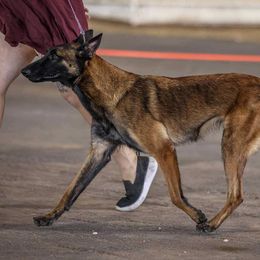 Frenzy - Belgian Malinois