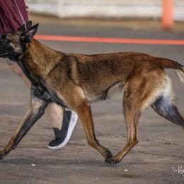Frenzy - Belgian Malinois