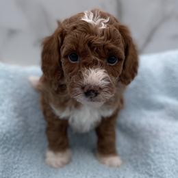 Forrest - Red  male Goldendoodle puppy in Kansas City, Kansas from Bella & Ivy’s Mini Goldendoodles of KC