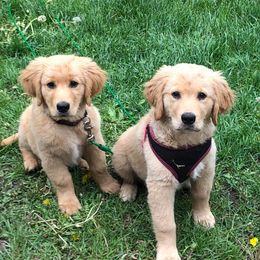 Golden Retriever Puppies from Pedigree Golden Retrievers