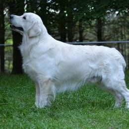 Int'l CH, Nat'l CH Dry Canyon Has Gone Platinum  CGC, CGCA, CGCU - "Krim" - Golden Retriever