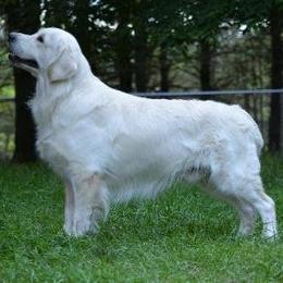Int'l CH, Nat'l CH Dry Canyon Has Gone Platinum  CGC, CGCA, CGCU - "Krim" - Golden Retriever