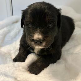 Oreo - female Golden Mountain Dog puppy in Seville, Ohio from Retriever Ranch