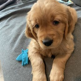 Cherry - Dark golden Golden Retriever puppy in Salem, Oregon from Baker’s Goldens