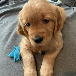 Cherry - Dark golden Golden Retriever puppy in Salem, Oregon from Baker’s Goldens