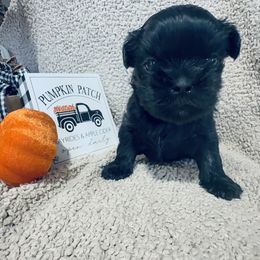 Maverick-white collar - Black male Shih Tzu puppy in Ross County, Ohio from Ashville Shih Tzu Chalet