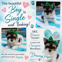 AKC Toro - Black tan and white male Biewer Terrier puppy in Kennesaw, Georgia from Dreamy Pups