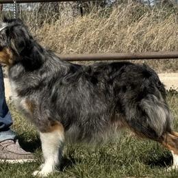 Bennett - Toy Australian Shepherd