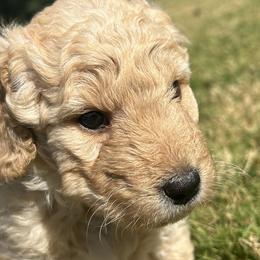 Goldendoodles from Grandview Goldendoodles
