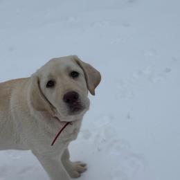 Winnie - Yellow female Labrador Retriever puppy in Beaverdam, Virginia from Riverside Sunset Labrador Retrievers