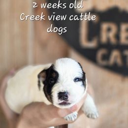 Girl 1 - Blue mottled female Australian Cattle Dog puppy in Monroe, North Carolina from Creek View Cattle Dogs