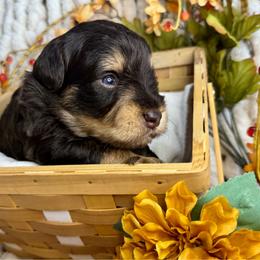 Liver Rust - Liver male Miniature Schnauzer puppy in Independence, Missouri from Crown Schnauzers KC