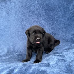 6th born black - Black female Labrador Retriever puppy in Antwerp, Ohio from Clark’s Loyal Labradors