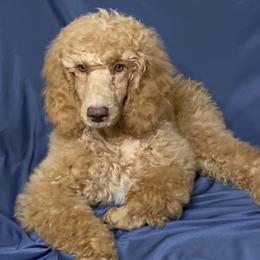 Poodles from Abner Farm’s Poodles
