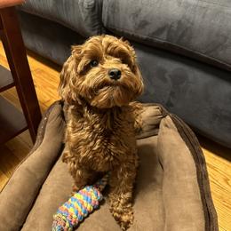 Maltipoo All Grown Up from Minipaws kennel