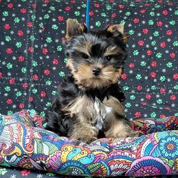 Leo - Blue and gold male Yorkshire Terrier puppy in Pinellas Park, Florida from Silversands Yorkshire Terriers