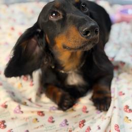 Benji - Dachshund