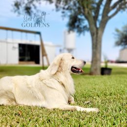 Axel - Golden Retriever