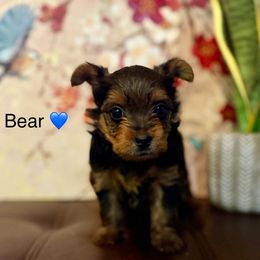 Bear - Black and tan male Yorkshire Terrier puppy in Kissimmee, Florida from The Yorkie House
