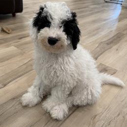 Ollie - Black white and tan male Cockapoo puppy in Crosby, Texas from Painted Rose Poodles and Doodles