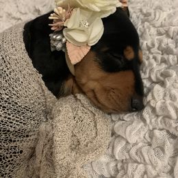 Dachshund Puppies from Long Little Dog Ranch