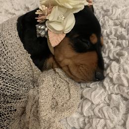 Dachshund Puppies from Long Little Dog Ranch