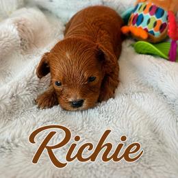 Ritchie - Brown male Maltipoo puppy in Concord, California from Puppy Boutique